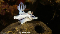 Take the picture march 2009 in Lembeh Strait North Sulawe... by Bert Vos 